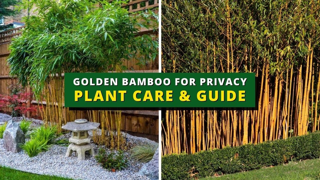 golden bamboo for privacy plant care & guide - golden bamboo care,  prunning, potting & repotting