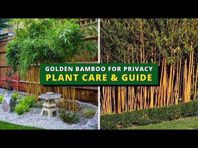 Golden Bamboo for Privacy Plant Care u0026 Guide - Golden Bamboo Care, Prunning, Potting u0026 Repotting class=