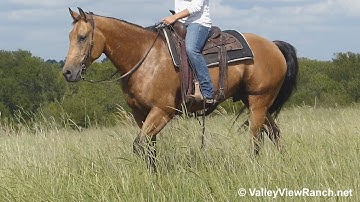 Docs Time Lynx***For info, price, etc., go to our website***ValleyViewRanch.net