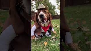 I’m yeehowl’in for treats, partner  #halloween #wildwest #trickortreat #cowboy #bassethound #funny