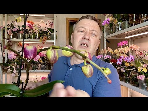 орхидеи сушат бутоны 3 ОСНОВНЫЕ ПРИЧИНЫ + ЭТО ЯВЛЕНИЕ губит бутоны орхидей
