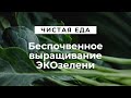 Беспочвенное выращивание ЭКОзелени // Чистая еда