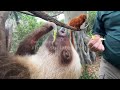 Golden lion tamarins and sloths become unlikely roommates at Palm Beach Zoo
