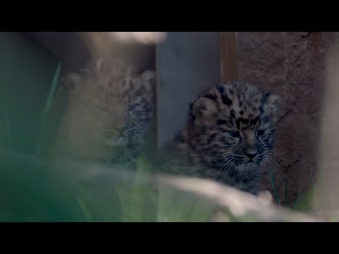 Video: Pet Scoop: Burung Hantu Salji Misterius Selatan, Rare Amur Leopards Lahir di Florida