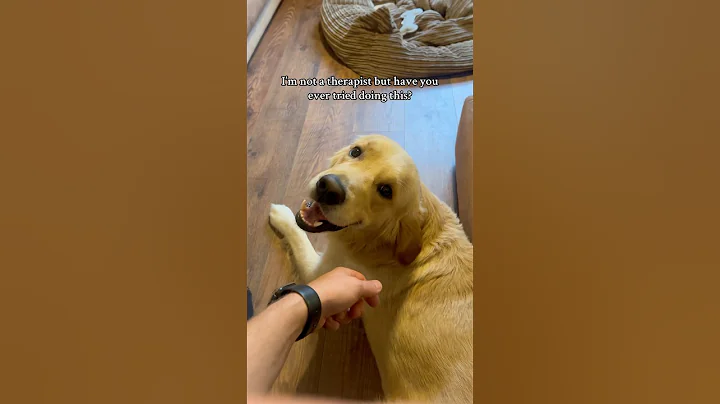 Probably not cheaper, but definitely more effective 😍 #goldenretriever #puppy #dog #dogbreed #dogs