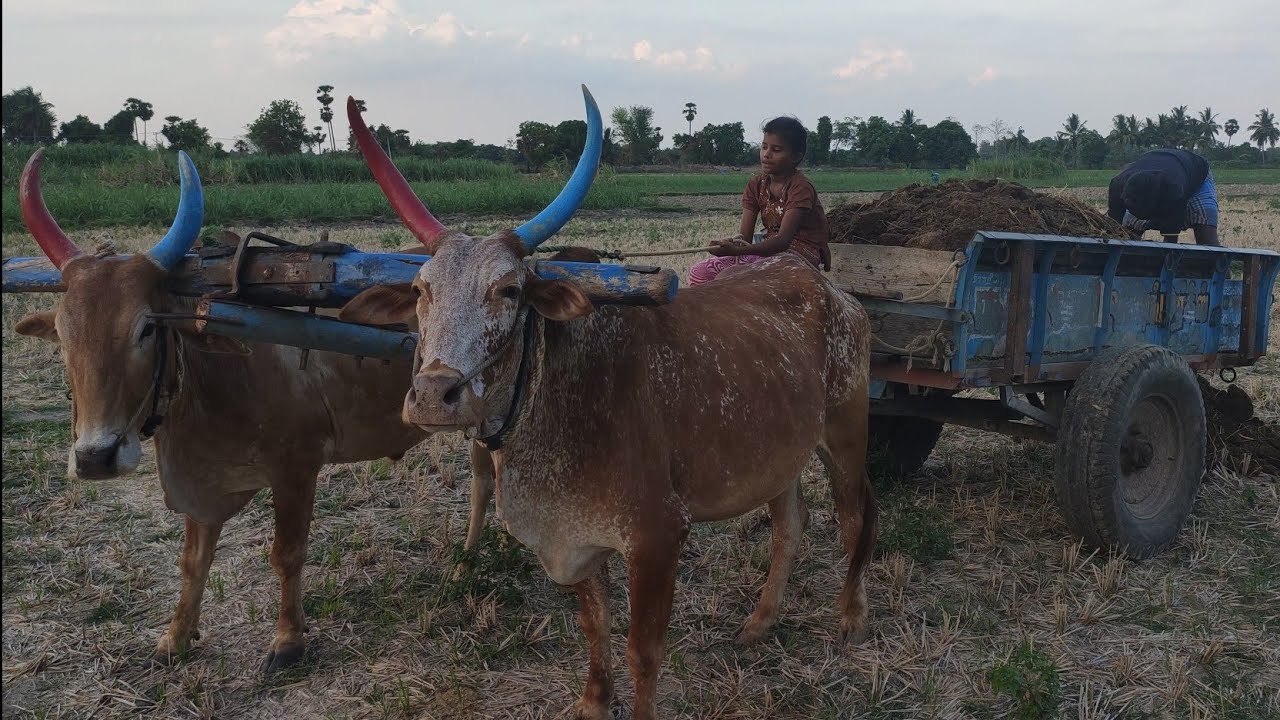 Bullock cart drive by young girl | Bullock cart loading agriculture land by girl |