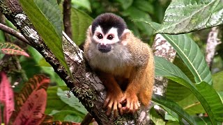 Remembering Central American Squirrel Monkeys