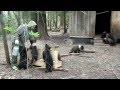 Пажетнов Вася и медвежата Pazhetnov Vasya &amp; bear cubs