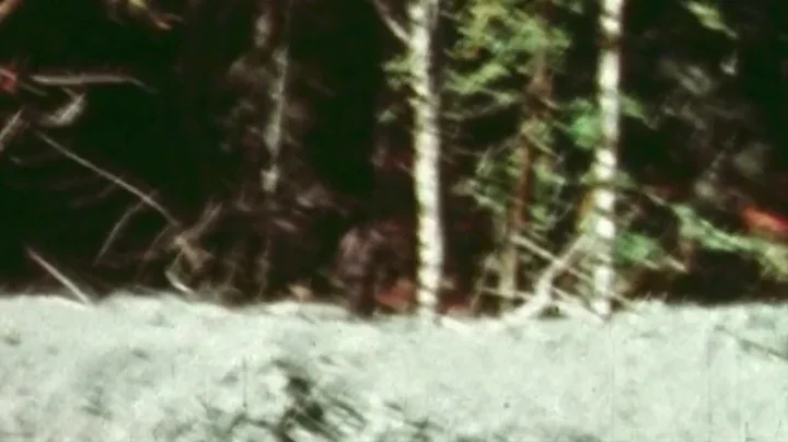 Patterson-Gimlin Bigfoot film slowed down and stab...