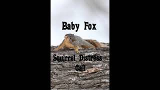 Baby Fox Squirrel Distress Call