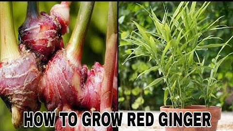 Menanam Jahe Merah dalam Pot