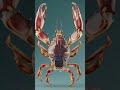 A Crab With Two Genders? The Shocking Truth Behind This Rare Phenomenon!