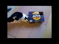 Funny Cats Compilations 02