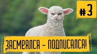 Приколы 2020 с 🐶🐱 #3 | Тест на психику - если засмеялся проиграл! Подобрали свежие приколы 2020!