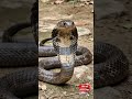🐍 Asli King Cobra Dekhkar Dar Jaoge 😱 | Duniya Ka Sabse Lamba Zehreela Saap #shorts