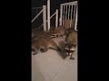 Sweet Dreams (sunday night raccoon visit)