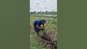 This super sharp tool can cut cassava with a unique tool-Agriculture farming #shorts
