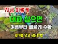 봄대파 심는시기 이렇게 대파모종 심으면 여름부터 늦가을까지 수확합니다 #대파심는방법 #대파키우기 Mp3 Song