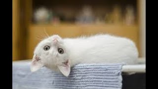 it's time for a happy- super funny cats moments