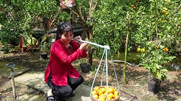 Tham Quan Vườn Quýt Hồng Hưng Phát ở Đồng Tháp Trái Xum Xuê | HQ #1032