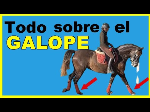 Video: ¿Qué significa cuando un caballo galopa?
