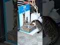 The comfort of cats in Turkey 🇹🇷 🐈😍
