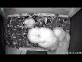 Barn Owl The little chick sneaks a mouse while the others sleep