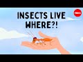Are There Any Places On Earth With No Bugs Charles Wallace Are There Any Places On Earth With No Bugs Charles Wallace