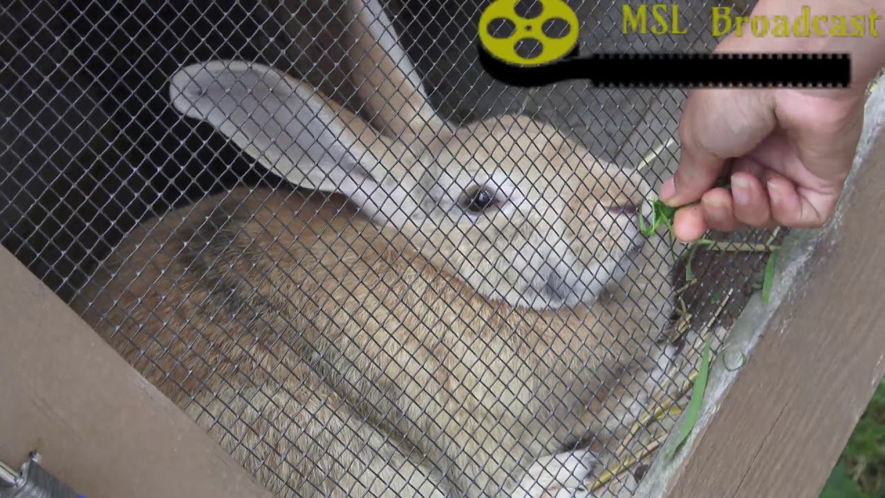 wild animals in mexico FEEDING RABBITS