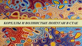видео: Содержание и кормление корелл и волнистых попугаев в стае. Хвоя, ветки, фуражилки, ягоды, травы и пр картинка: Содержание и кормление корелл и волнистых попугаев в стае. Хвоя, ветки, фуражилки, ягоды, травы и пр