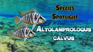 Species Spotlight: Pearly Calvus (Altolamprologus Calvus)