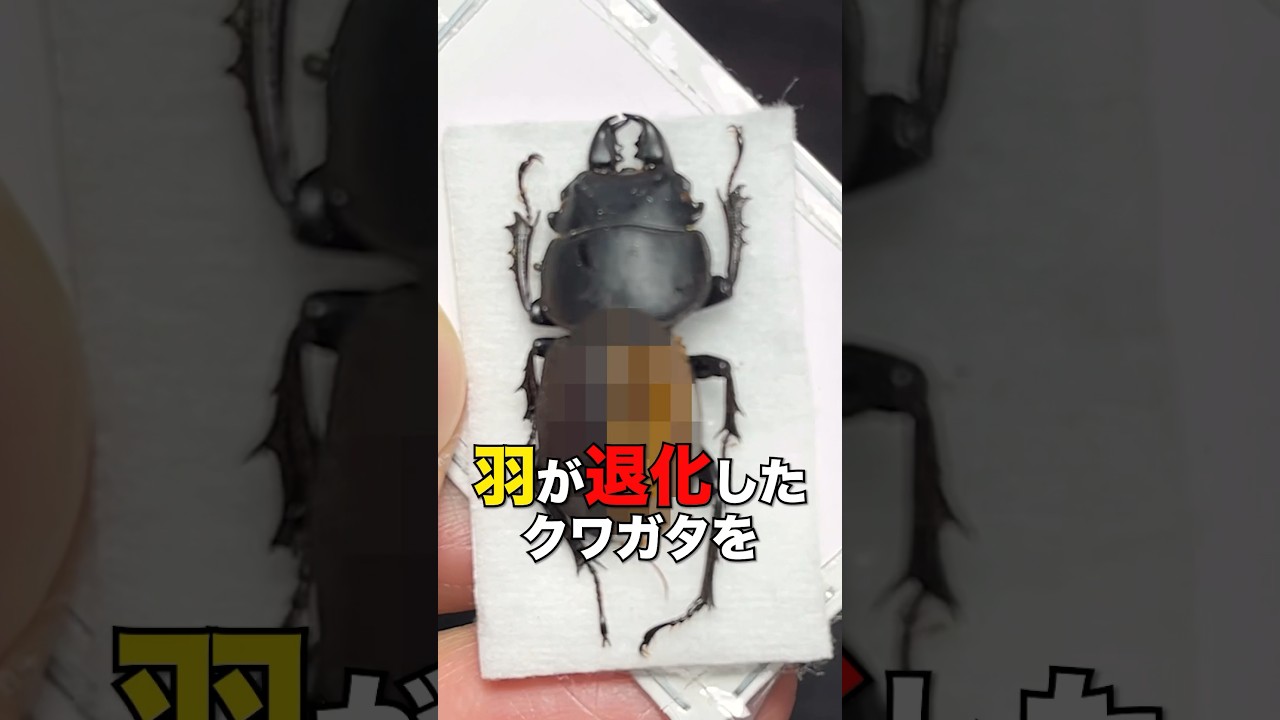 Dissecting a flightless stag beetle with vestigial wings