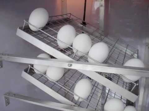 Diy egg turner for cabinet incubator