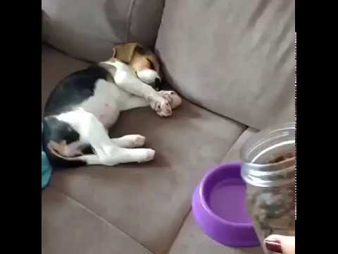 Hungry beagle wakes up for food