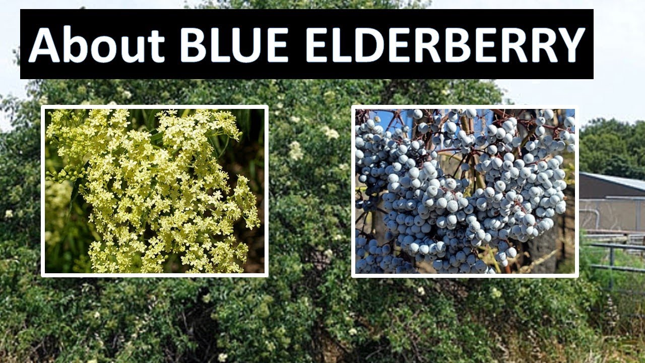Blue Elderberry Sambucus nigra ssp caerulea (aka Sambucus mexicana), Malibu  Creek State Park