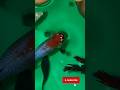 ✨ Watch till end 😱 Betta fish surprise! #fishlovers #shortsfeed #bettausa #viralfishvideo #betta