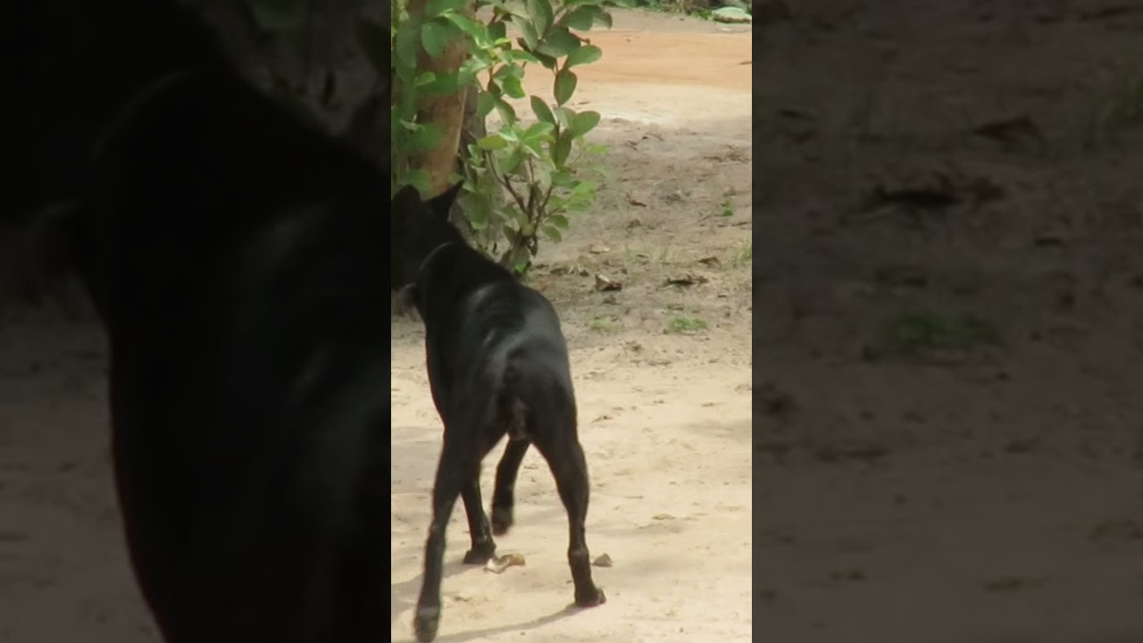 Giant Box vs Prank Dogs - Must Watch Most Funny Video Prank Dogs Try Not To laugh