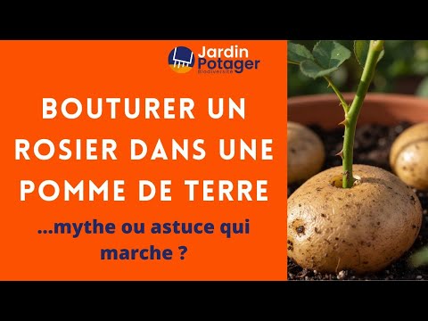 Vidéo : Bouturer un rosier dans une pomme de terre