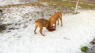 Джесси и Шерри большие шкодницы. Boxer Dogs.