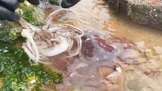 There were octopuses all under the rocks, and a lot of sea cucumbers were also found! by Beachcomber Zhang 11,403 views 5 days ago 10 minutes, 58 seconds