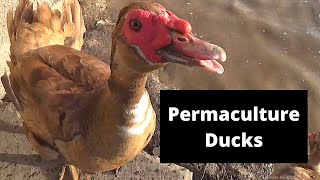 Why are muscovy the best ducks for permaculture systems and gardens?