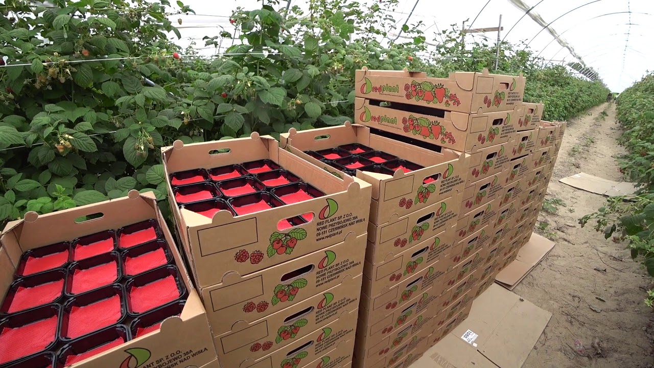 Малина в тоннелях Польша 13.06.2018