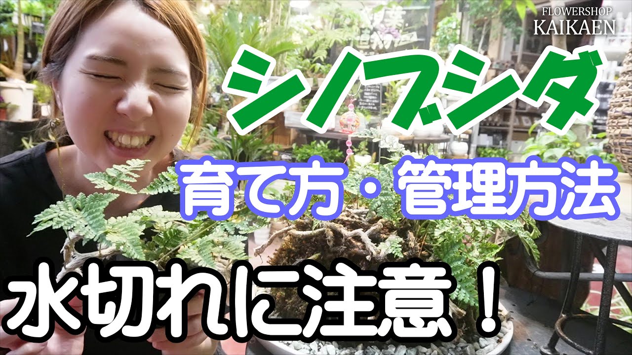 シノブシダ シダ植物 育て方 管理方法 日陰で育つ 水枯れに注意 おうちでガーデニング 開花園チャンネル Youtube