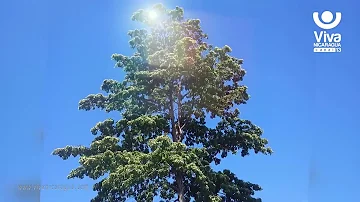 ¿Cuál es el significado del árbol nacional de Nicaragua?