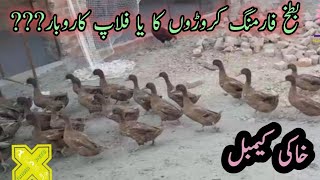 Khaki Campbell Duck Farming Business Plan | بطخ فارمنگ سے کروڑوں کا منافع یا فلاپ کاروبار