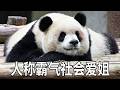 气场十足的社会熊猫爱姐,巧妙言语内涵大馆长,聪慧机敏模样让人称赞!~#大熊猫渝爱 #大熊猫渝可渝爱 #来这吸熊猫 #大熊猫