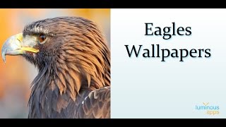 Eagles Wallpapers Android App screenshot 1