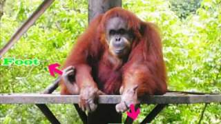 THE PHYSICAL CHARACTERISTICS OF ANIMALS - YouTube