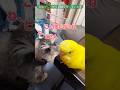 犬を手懐けようとする鳥