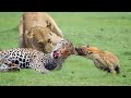 Leopard was awakened by Lion with a fierce attack | Wild Animal Attacks